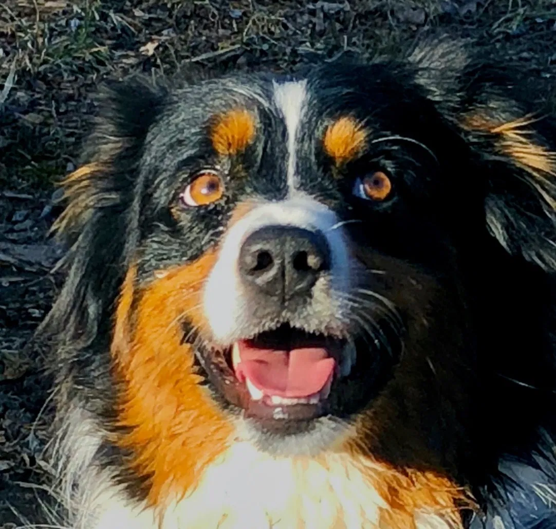 Lost dog in Sebastian, FL, 32958