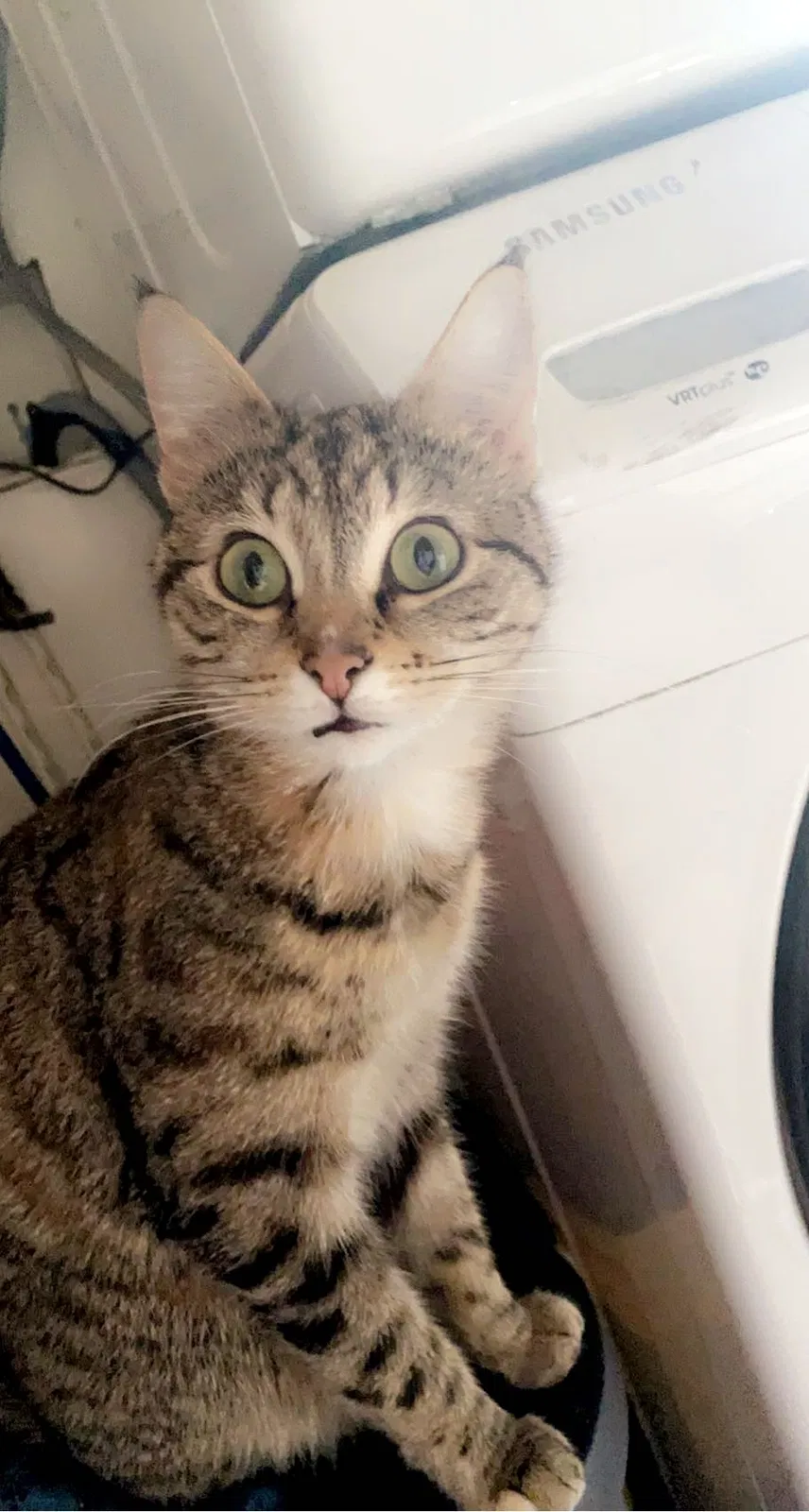Lost cat in Midway, PA, 15060