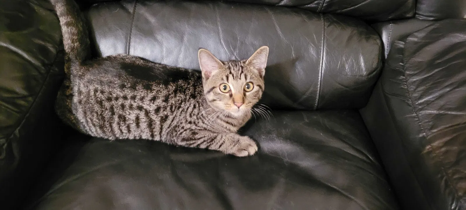 Lost cat in Plano, IL, 60545