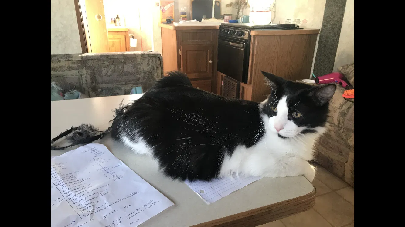 Lost cat in Galt, CA, 95632