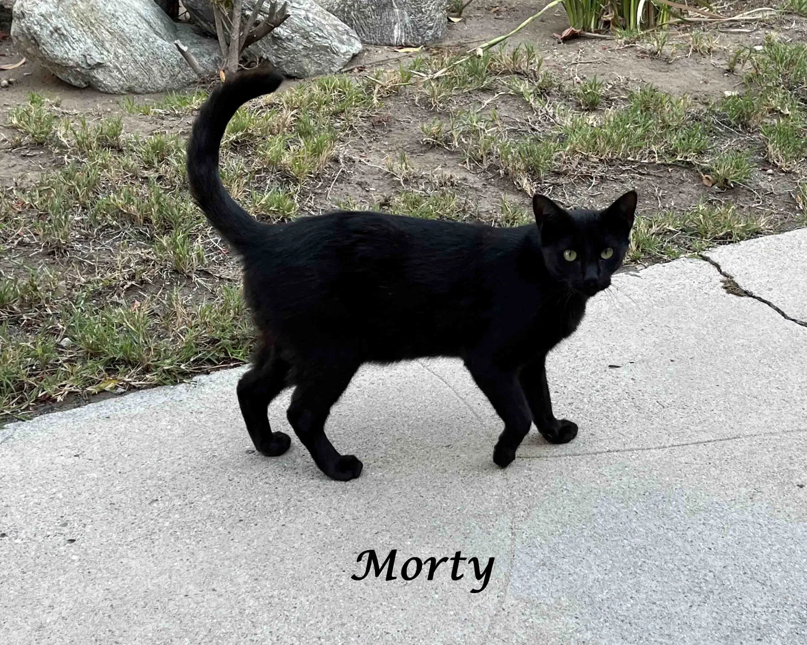 Lost cat in Pasadena, CA, 91107