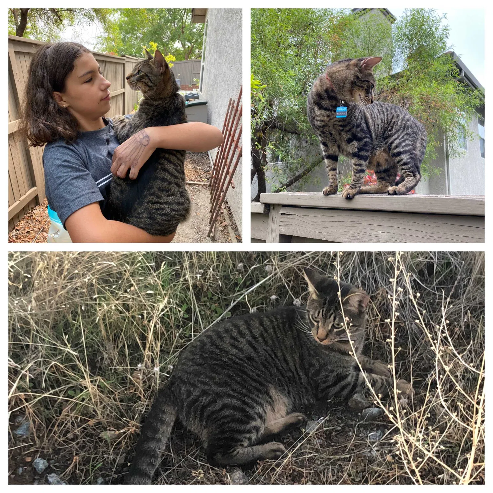 Lost cat in El Dorado Hills, CA, 95762