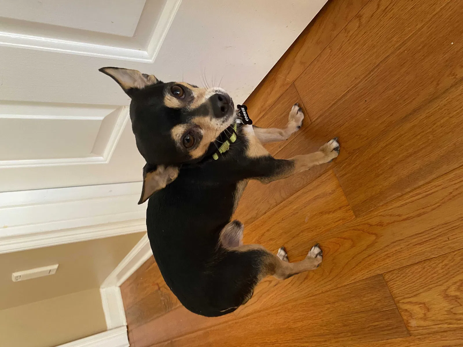 Found dog in Snellville, GA, 30039
