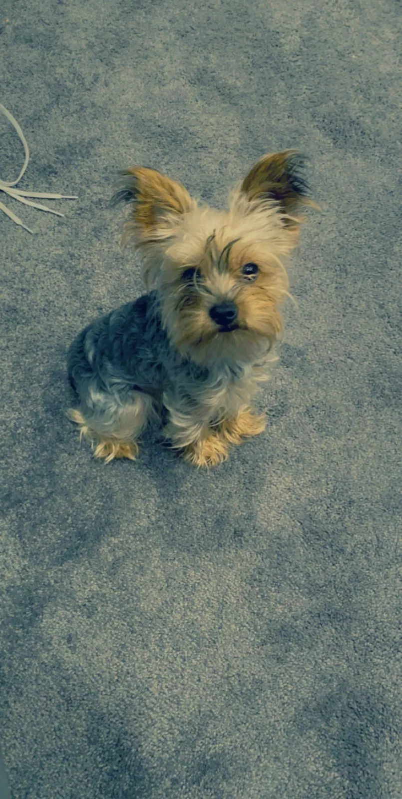 Lost dog in Morrisville, NC, 27560