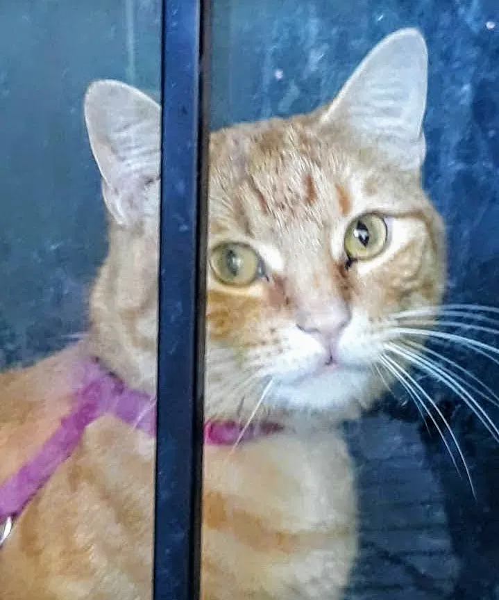 Lost cat in Memphis, TN, 38107