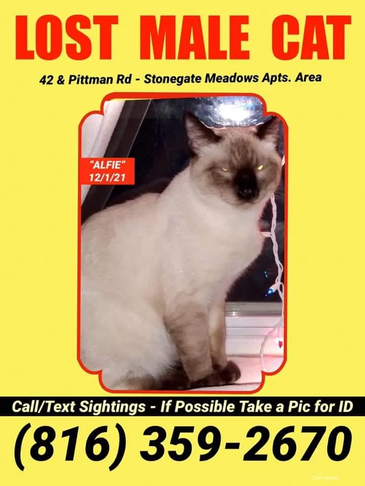 Lost cat in Kansas City, MO, 64133