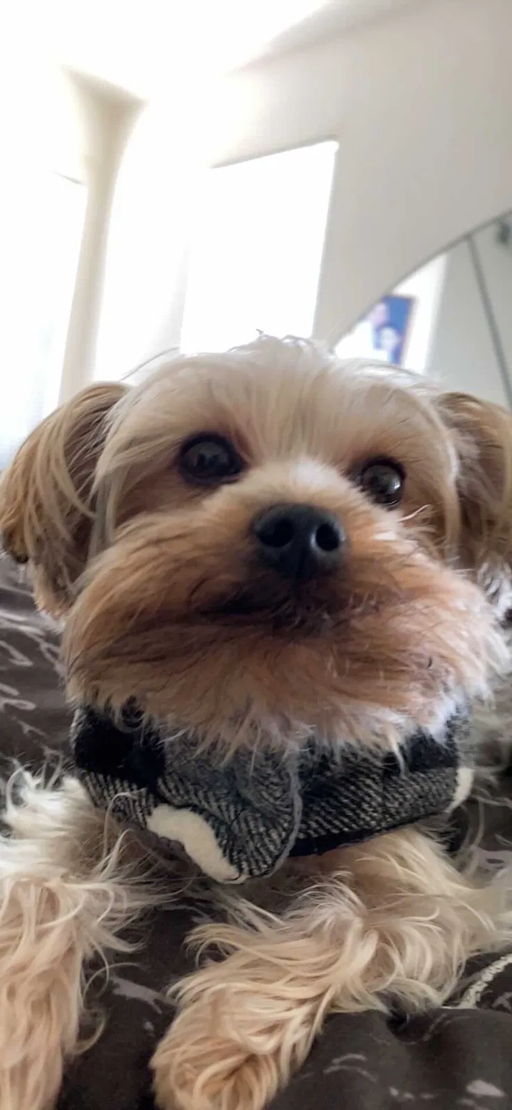 Lost dog in Chula Vista, CA, 91910