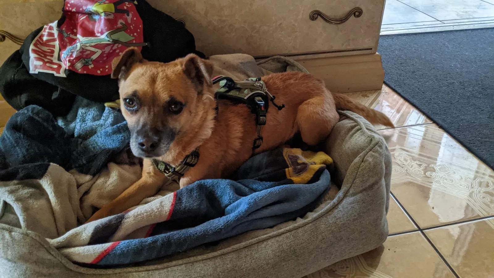 Lost dog in Sunnyvale, CA, 94089