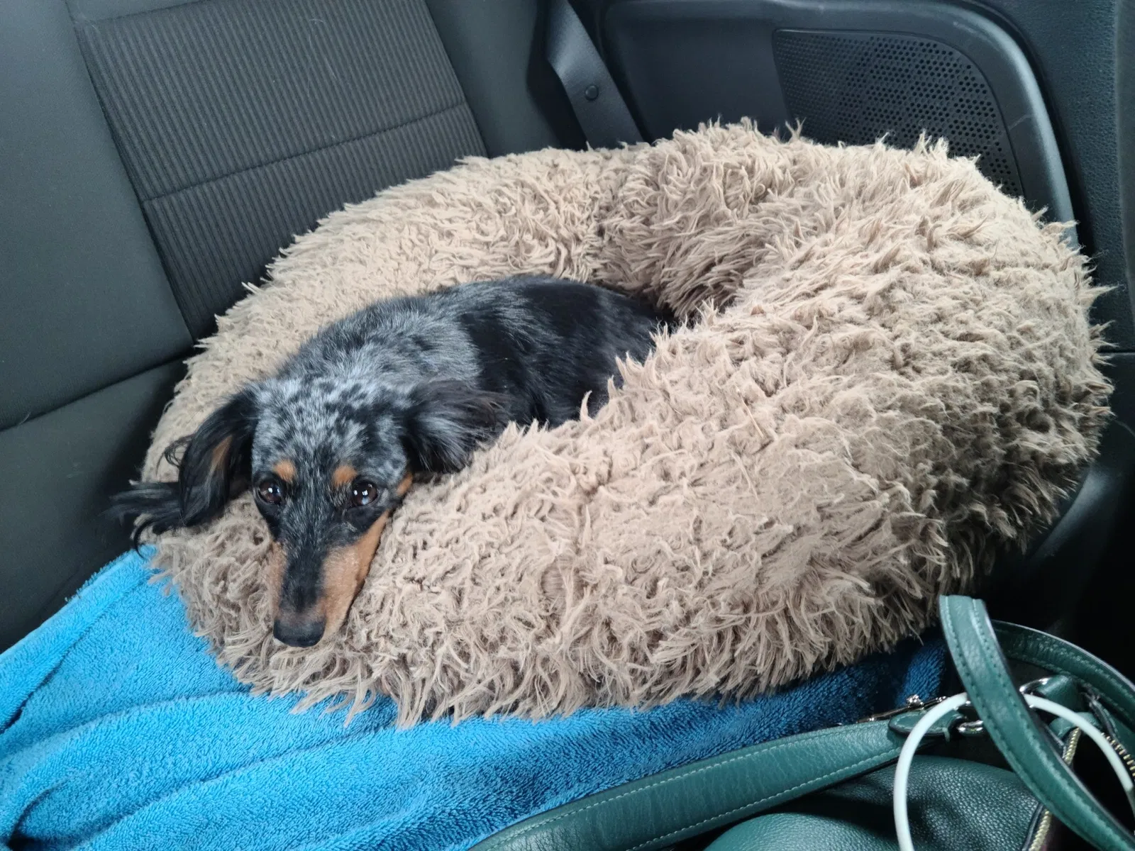 Lost dog in New Braunfels, TX, 78130