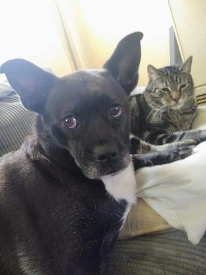 Lost dog in Burton, MI, 48529