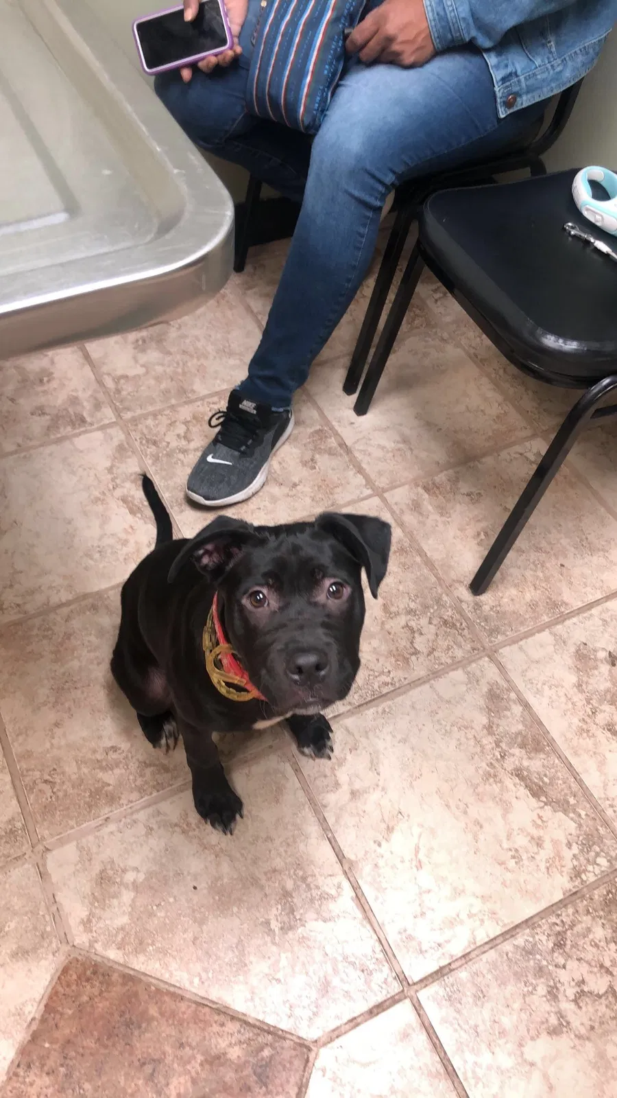 Lost dog in Detroit, MI, 48235