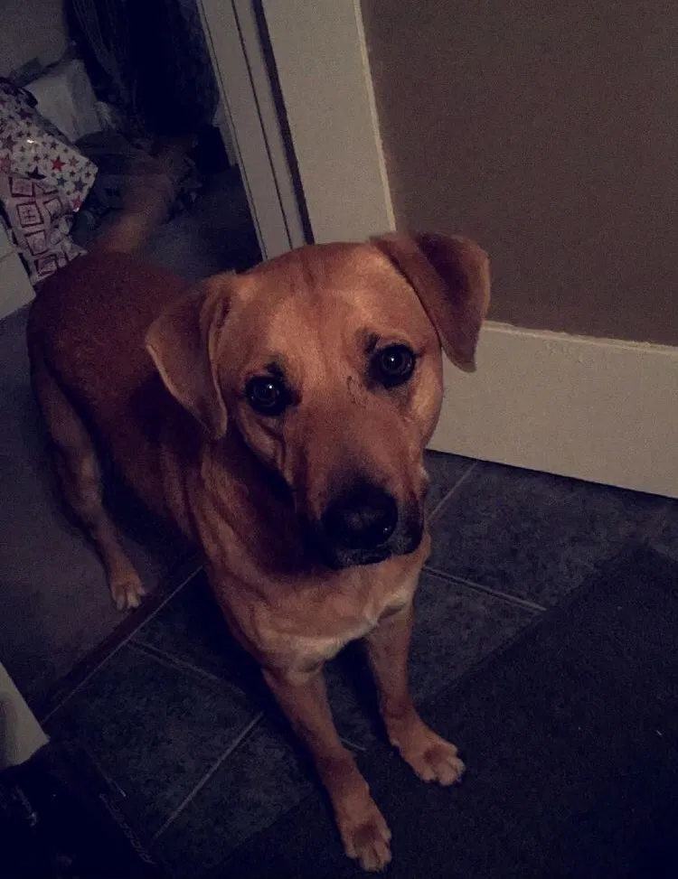 Lost dog in Los Angeles, CA, 90065