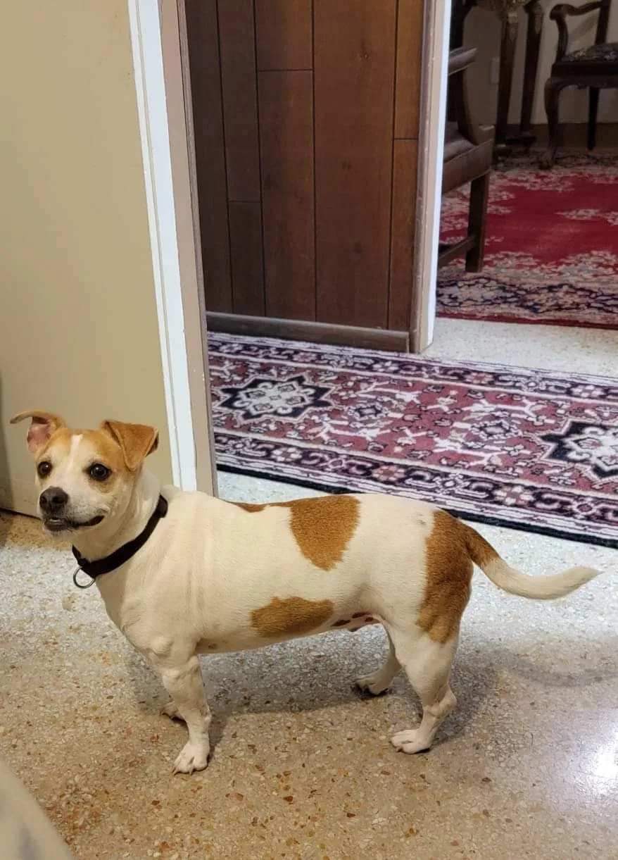 Lost dog in Jacksonville, FL, 32204