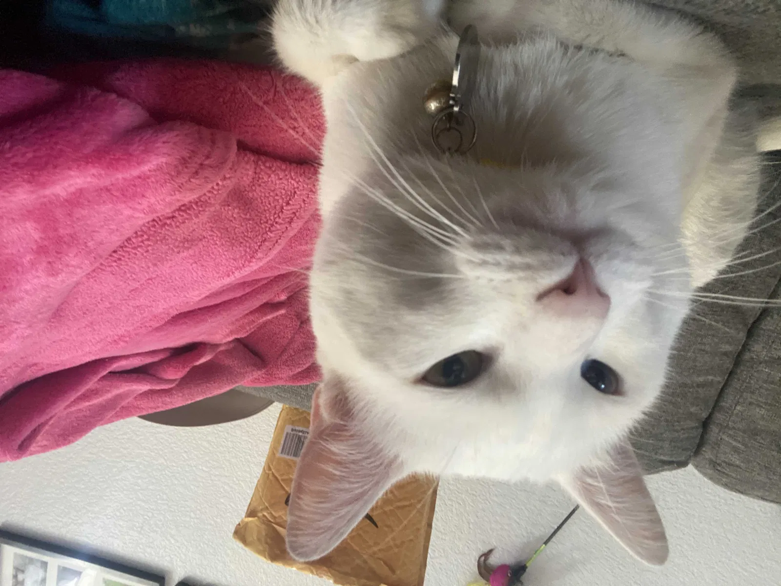 Lost cat in Long Beach, CA, 90802