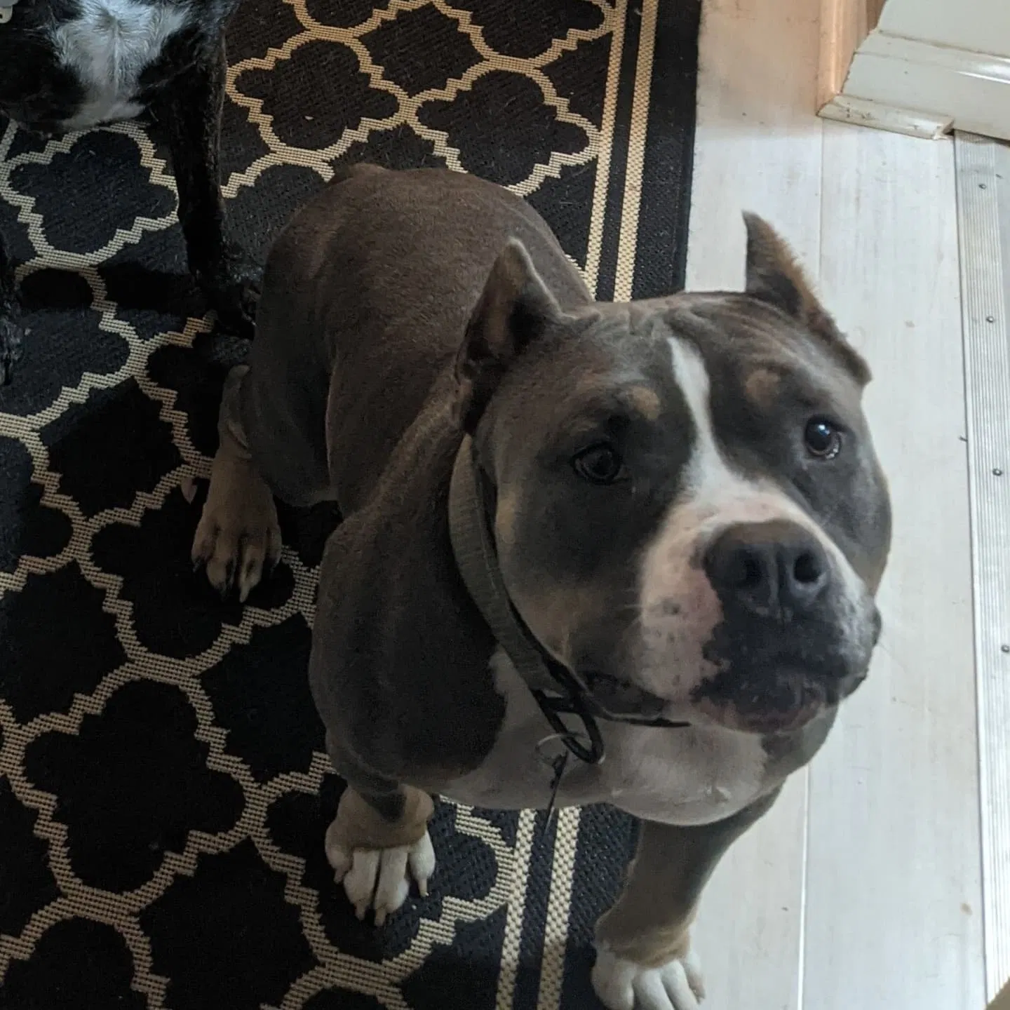 Lost dog in Charlotte, NC, 28212