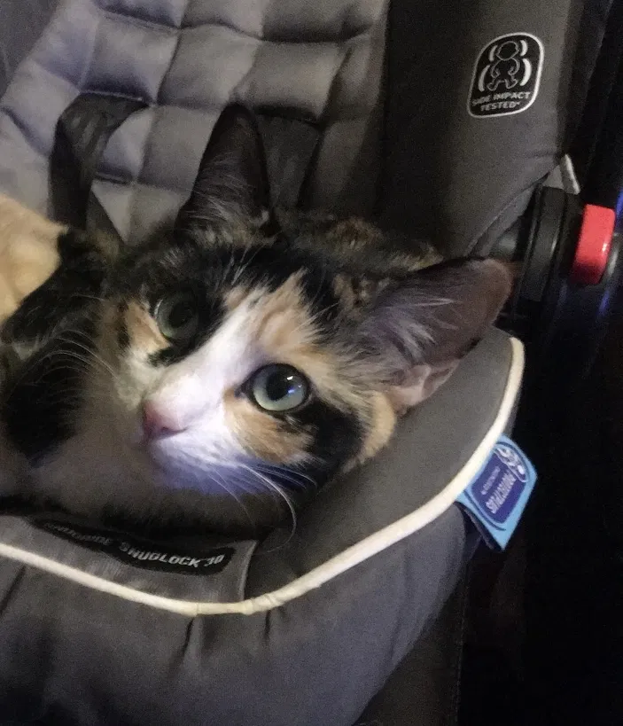 Lost cat in Denver, CO, 80211