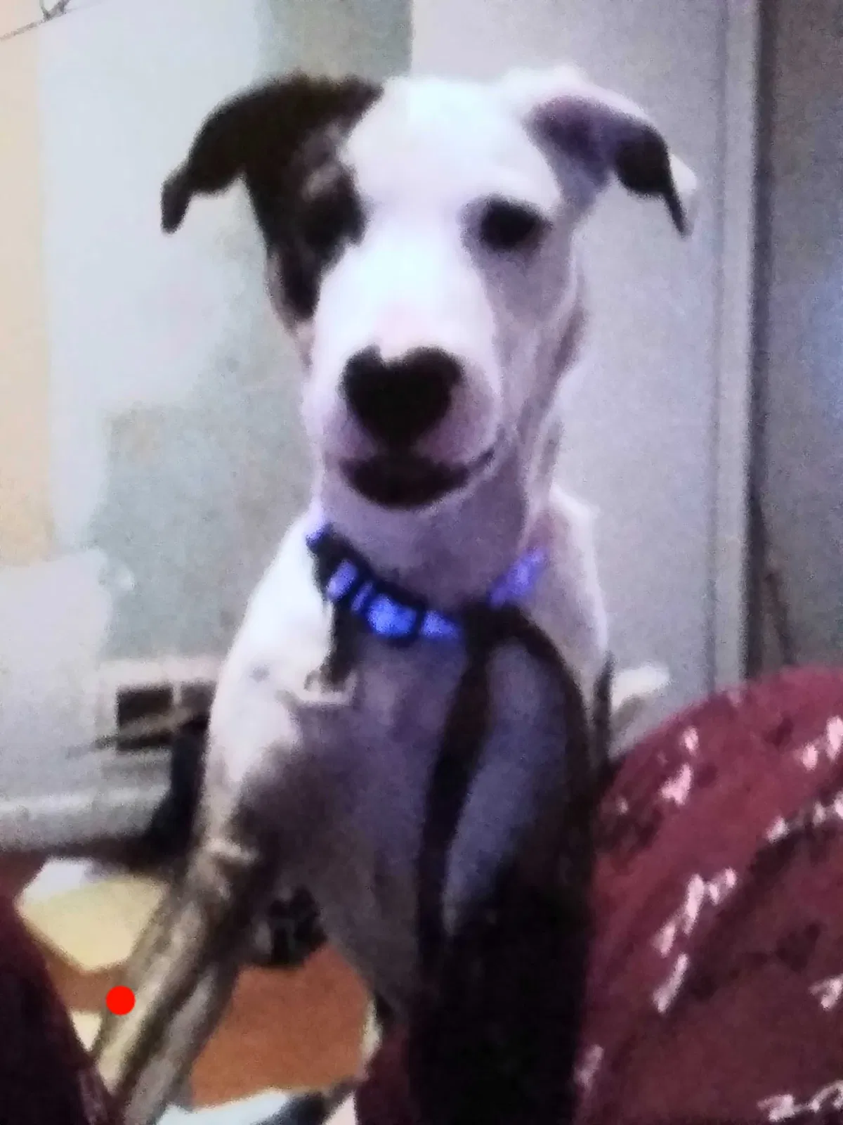 Lost dog in Portland, OR, 97266