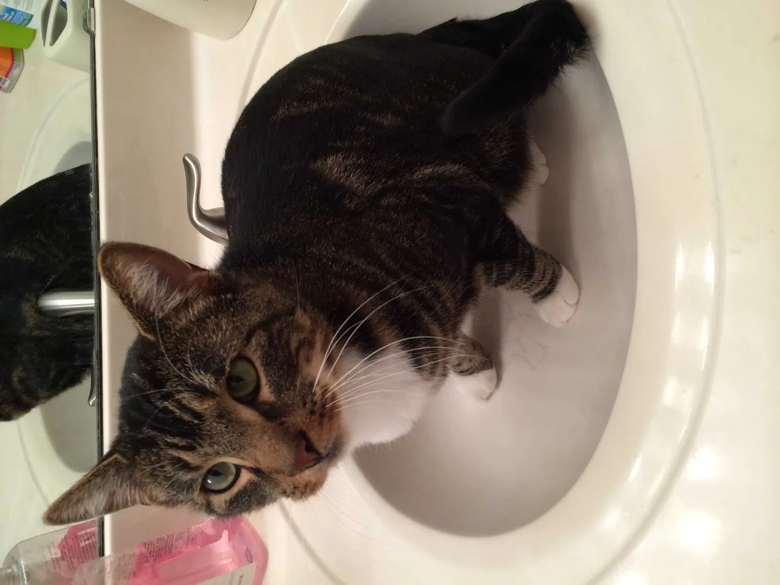 Lost cat in Chesterfield, MO, 63017