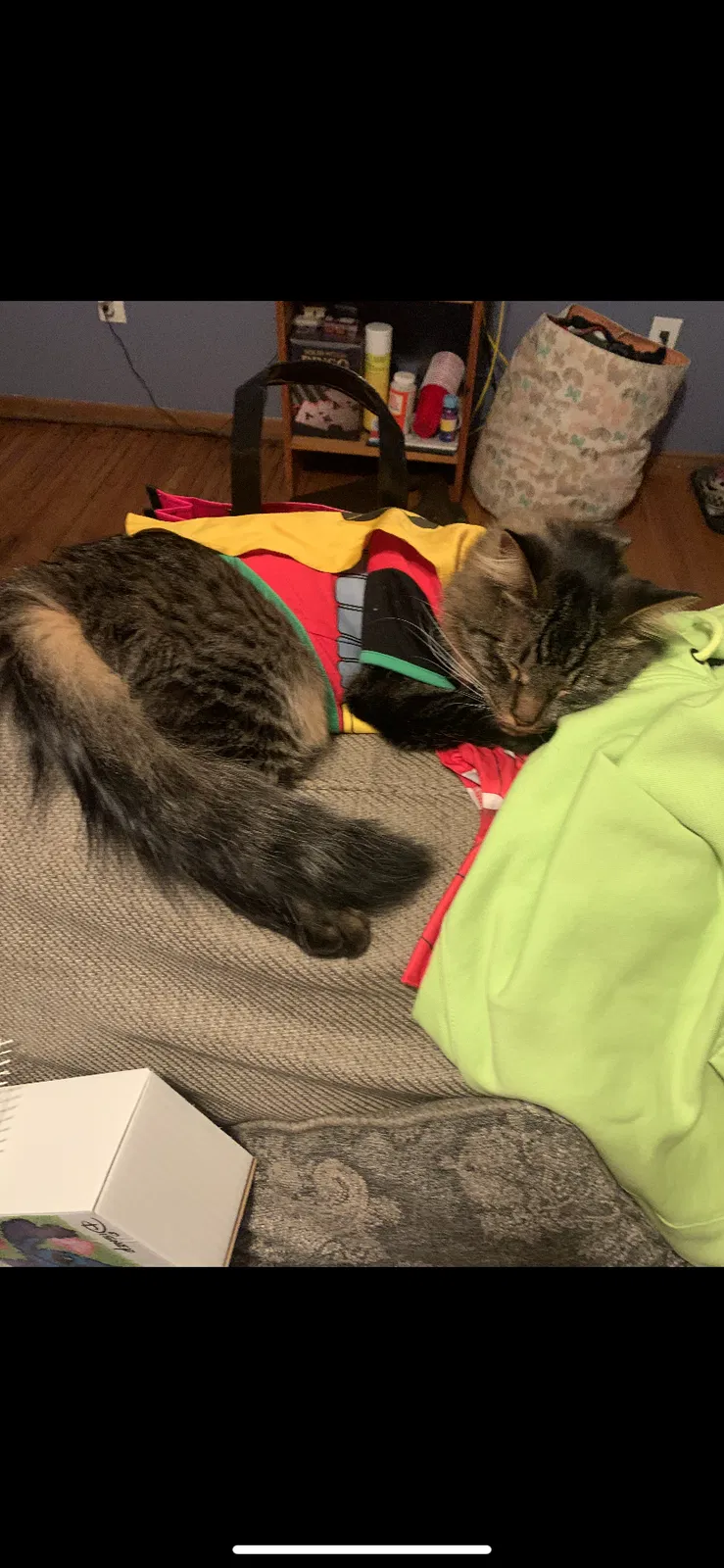 Lost cat in Shakopee, MN, 55379