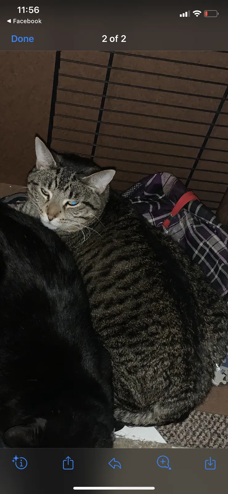Lost cat in Shakopee, MN, 55379
