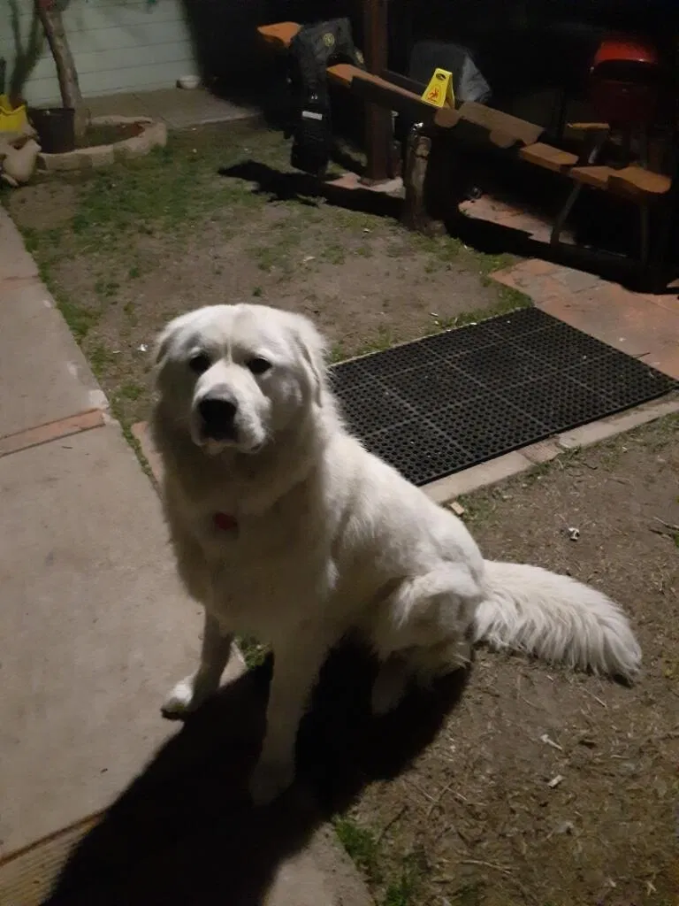 Lost dog in Fort Worth, TX, 76115