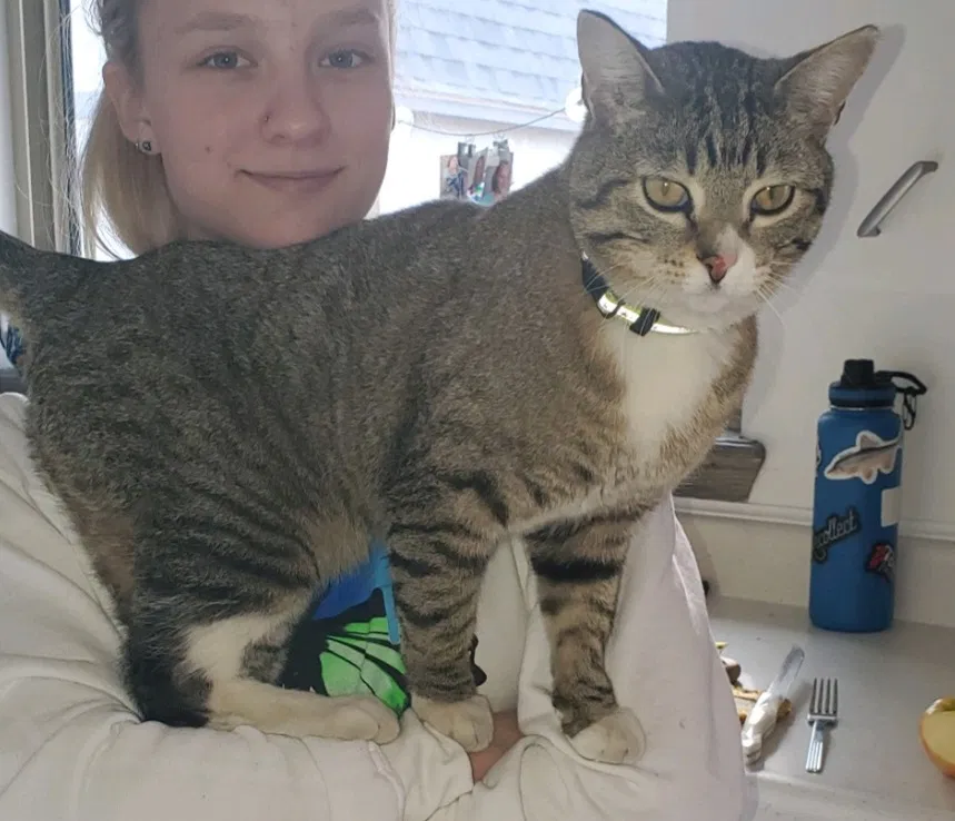 Lost cat in Denver, CO, 80226