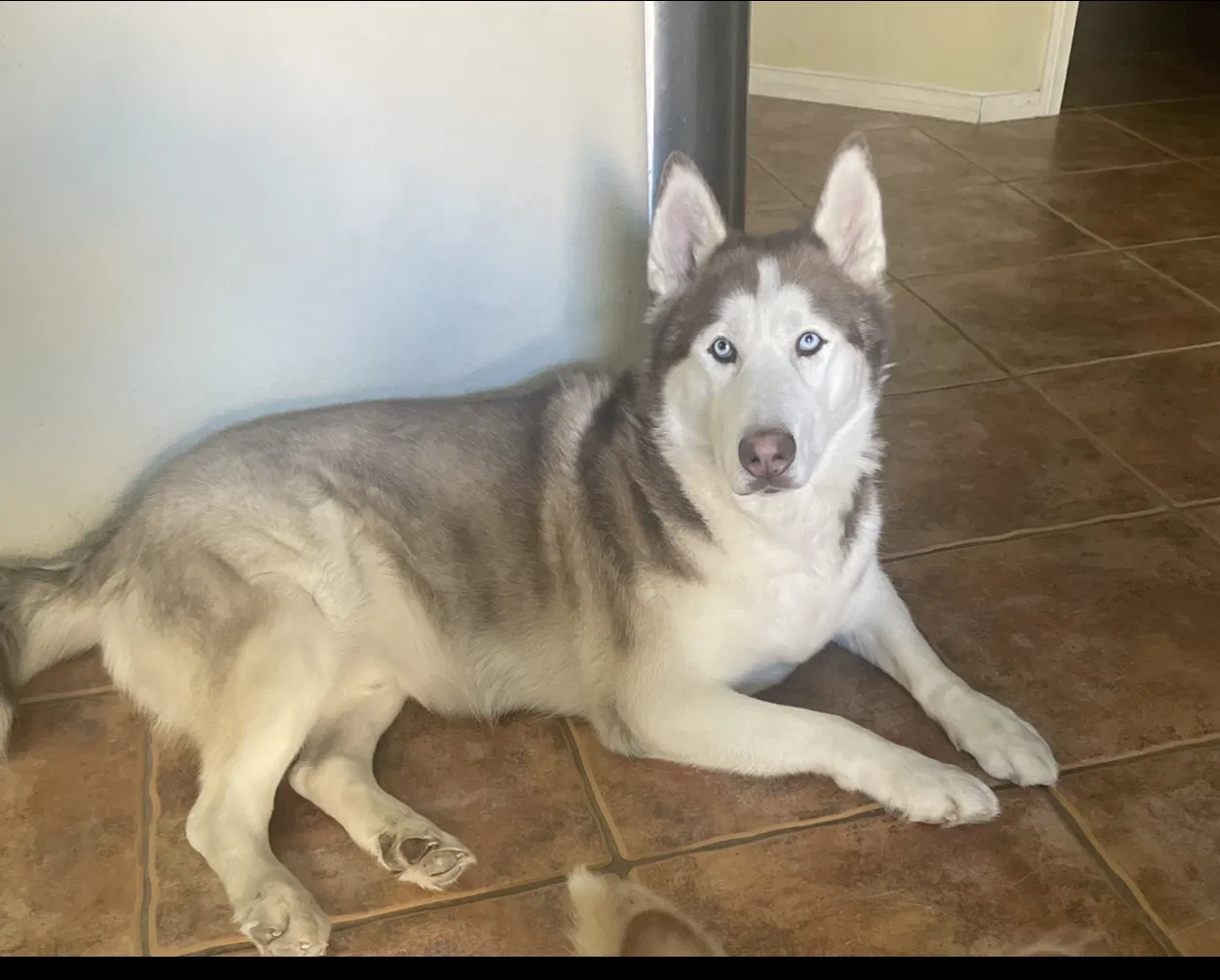 Lost dog in Las Vegas, NV, 89141