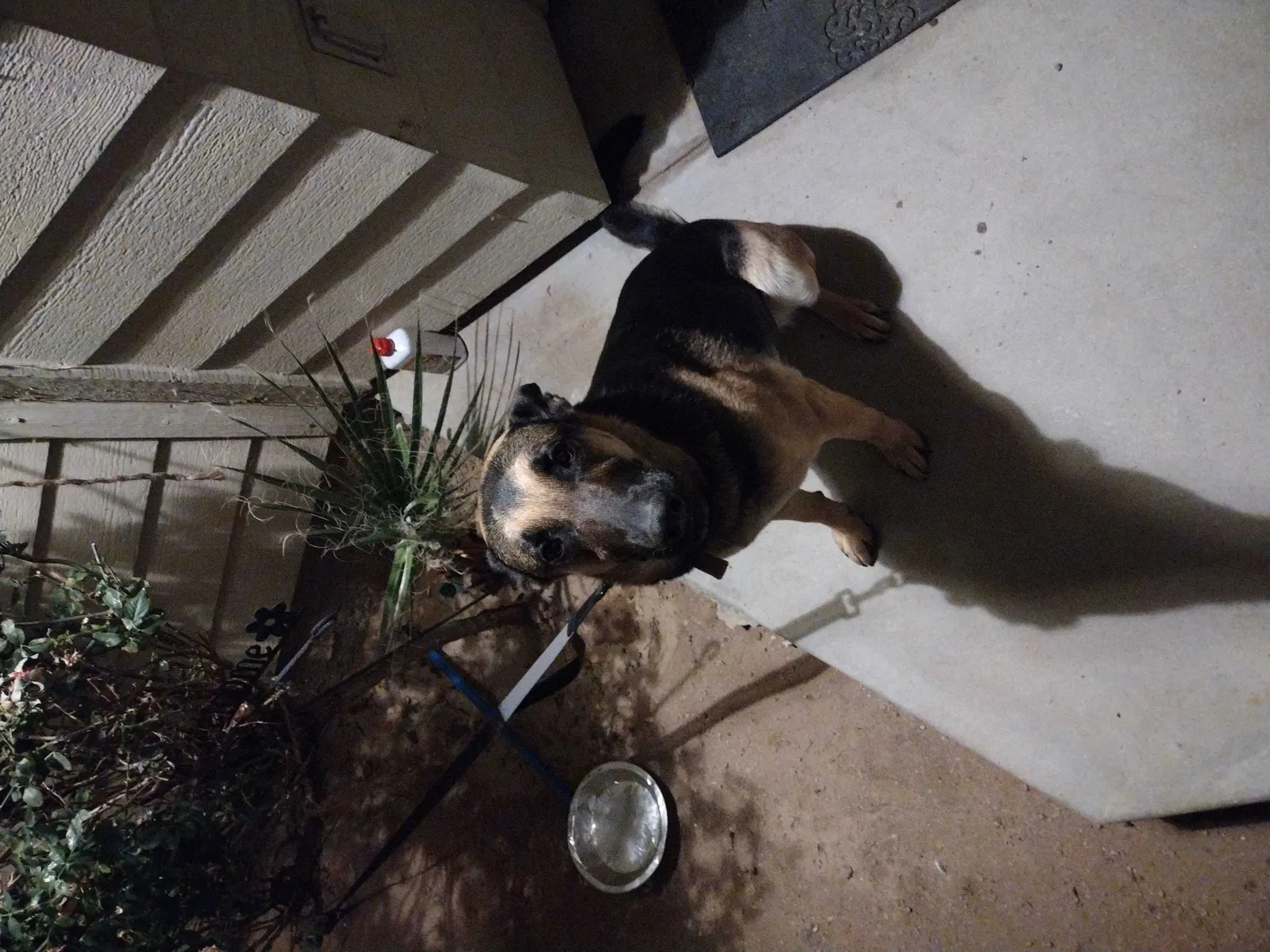 Found dog in Banning, CA, 92220