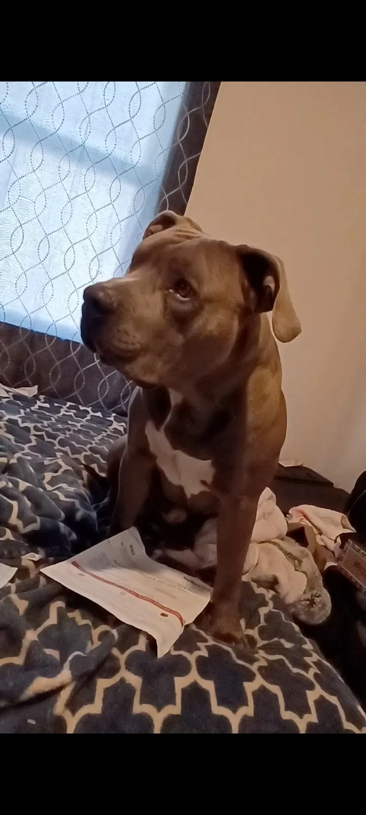 Lost dog in Colorado Springs, CO, 80909