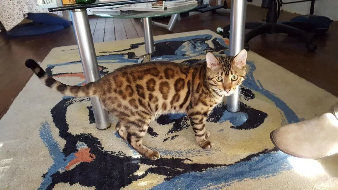 Lost cat in London, KY, 40741