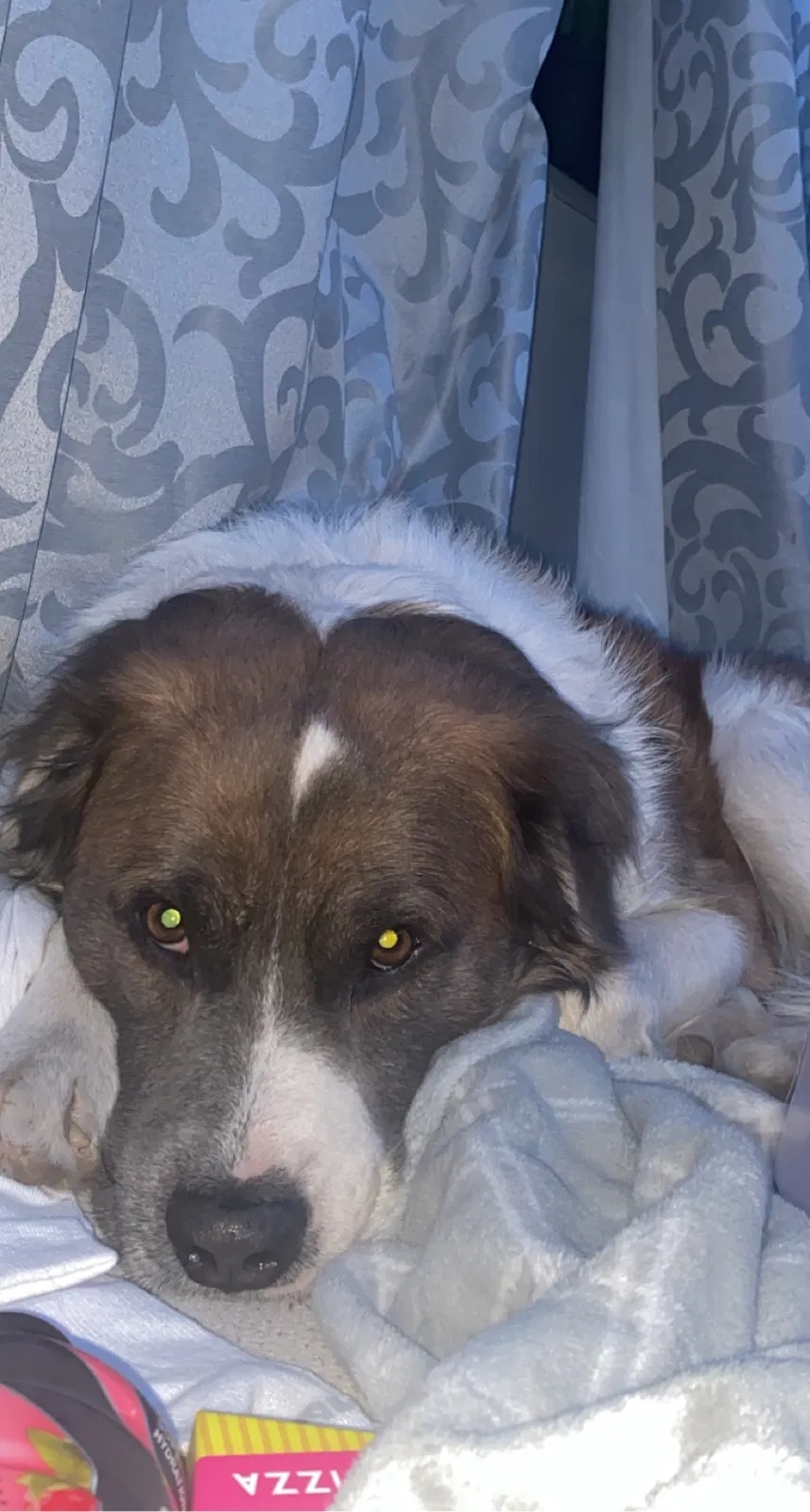 Lost dog in Colorado Springs, CO, 80911