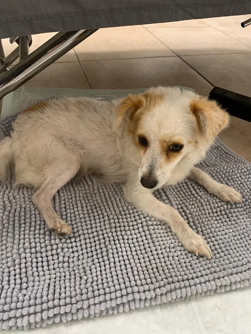 Found dog in Mcallen, TX, 78504