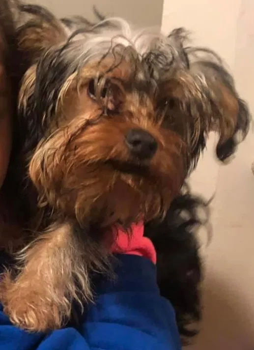 Lost dog in Oakland, CA, 94603