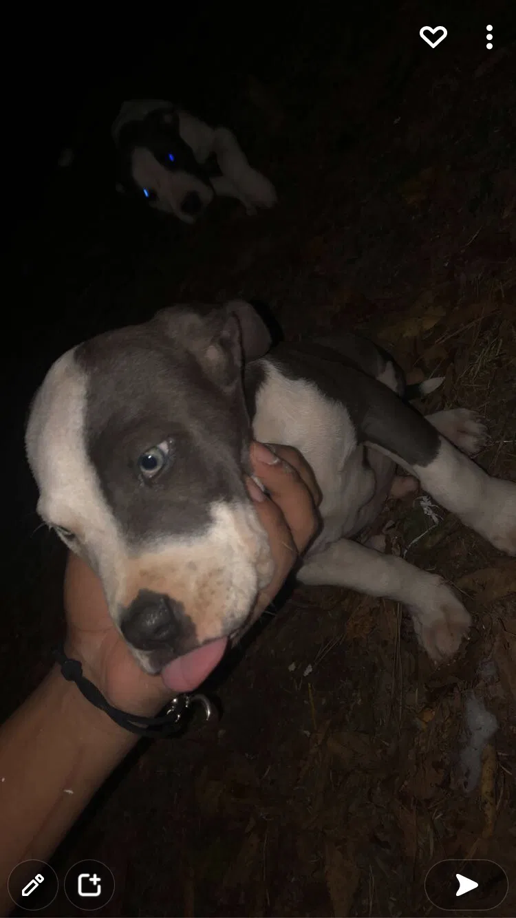 Lost dog in Little Rock, AR, 72209