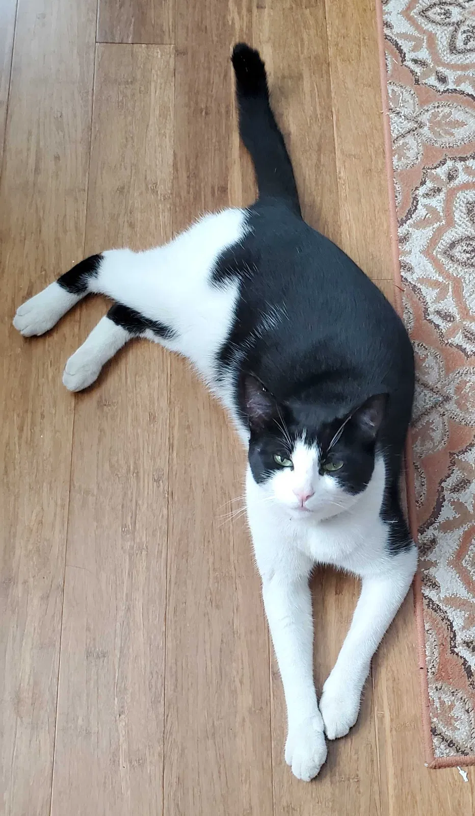 Lost cat in Sierra Madre, CA, 91024