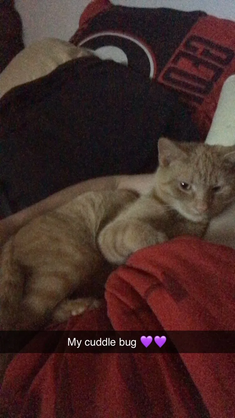 Lost cat in Maryville, TN, 37804