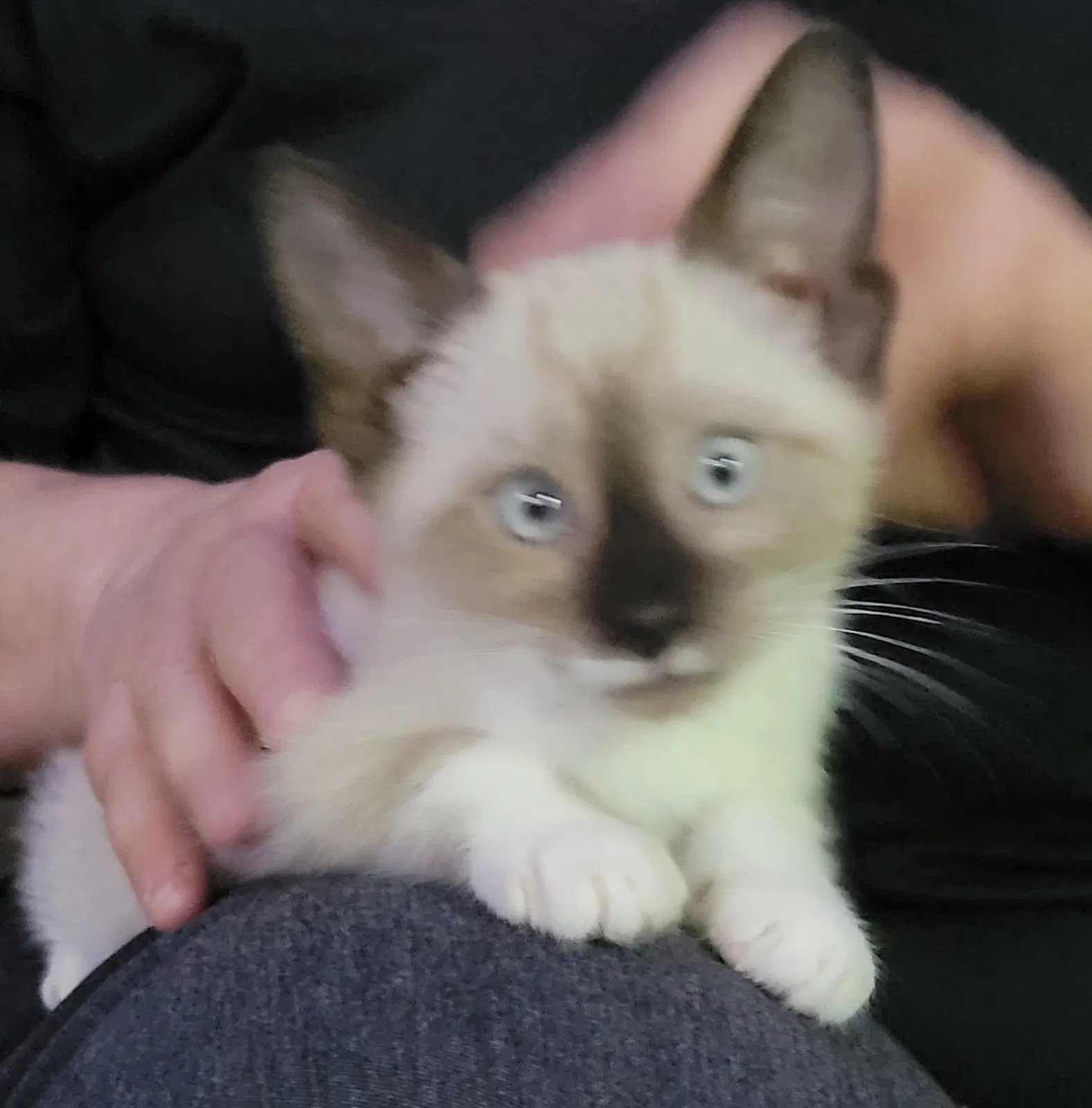 Lost cat in Lenoir City, TN, 37771