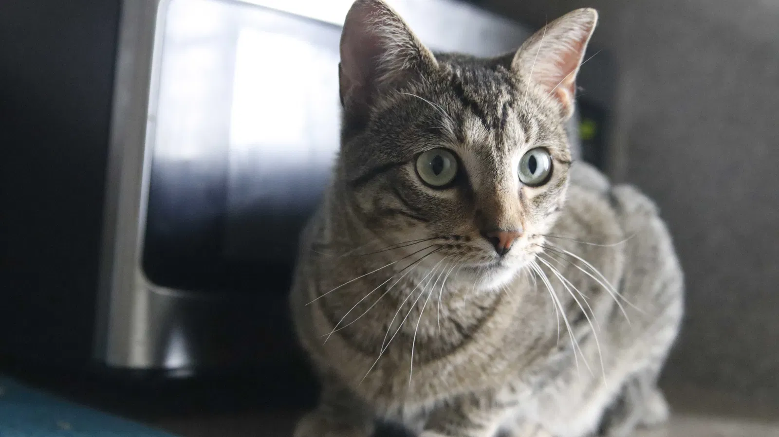 Lost cat in League City, TX, 77573