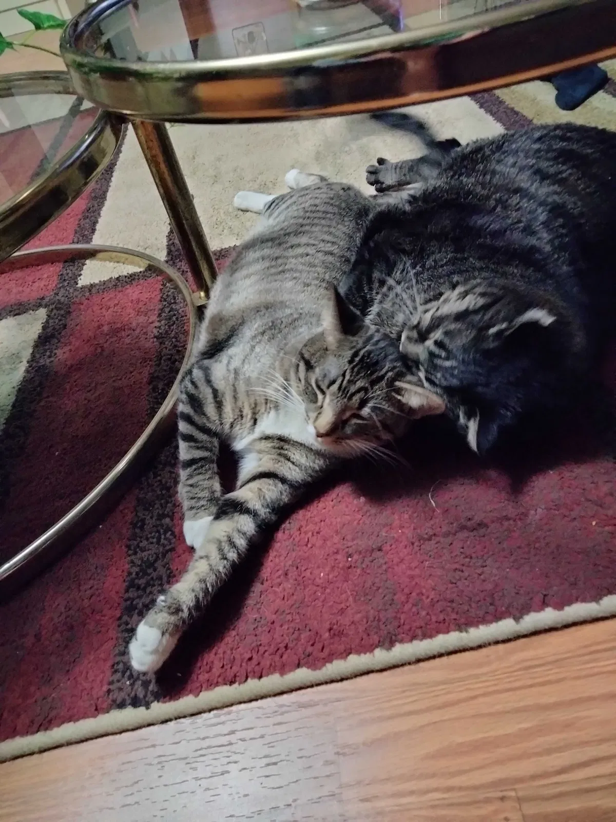 Lost cat in Faribault, MN, 55021