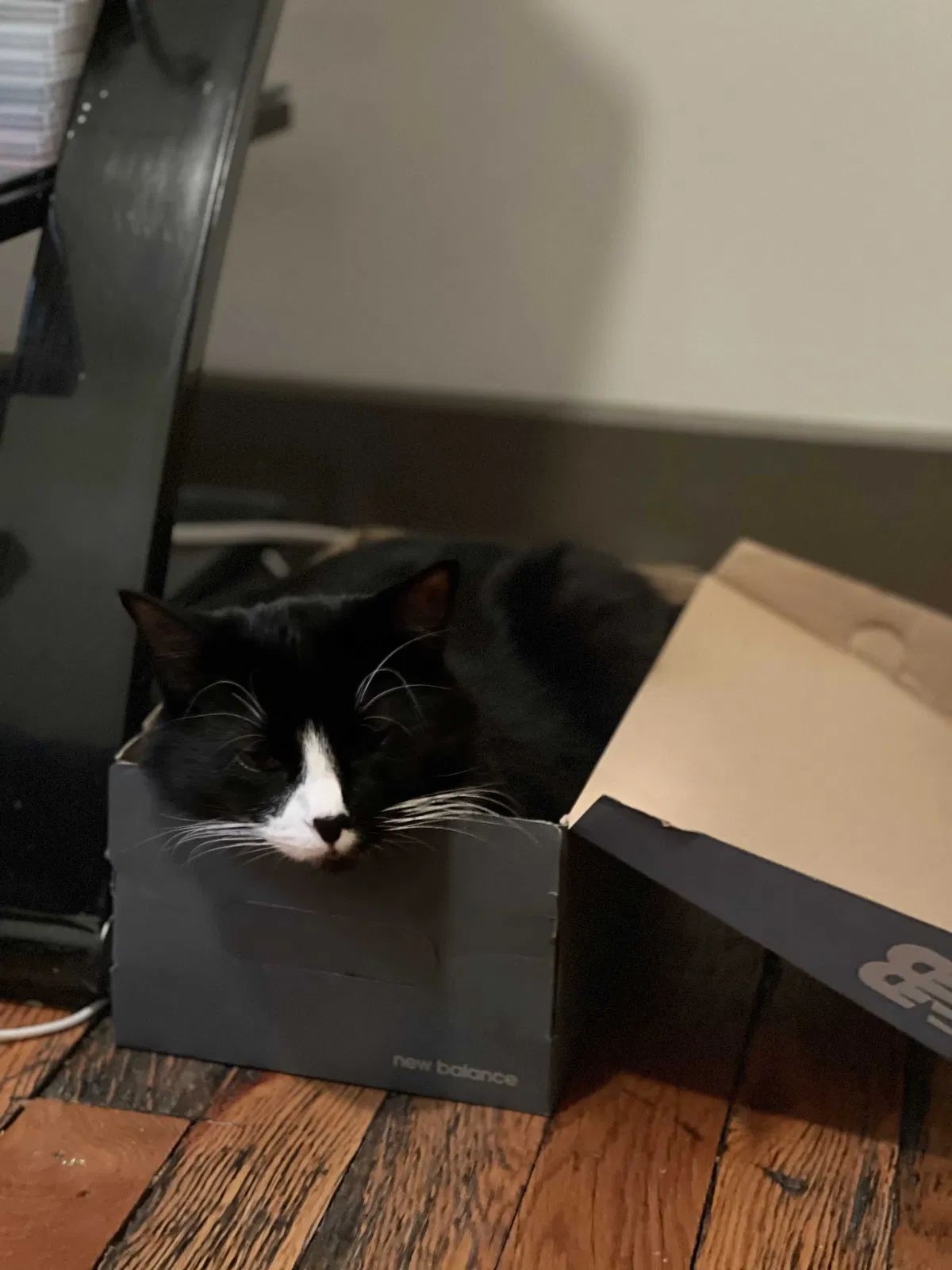 Lost cat in Richmond, VA, 23223