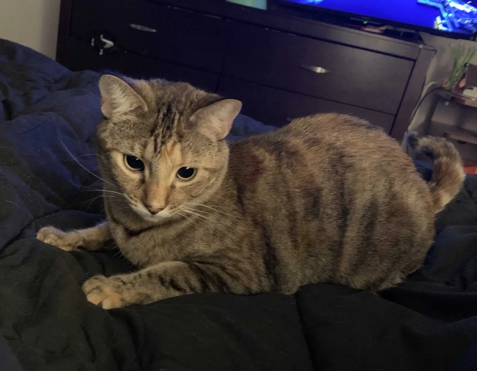 Lost cat in Kuna, ID, 83634