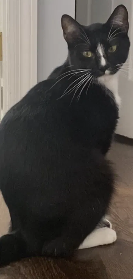 Lost cat in Old Hickory, TN, 37138