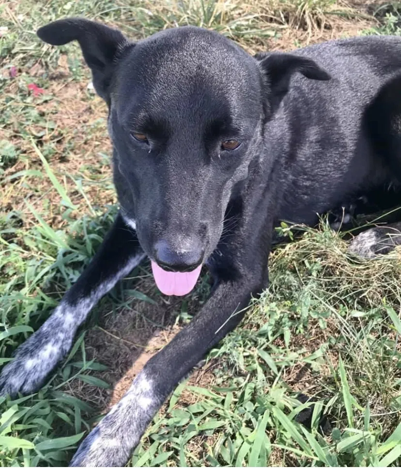 Lost dog in Galena, MO, 65656