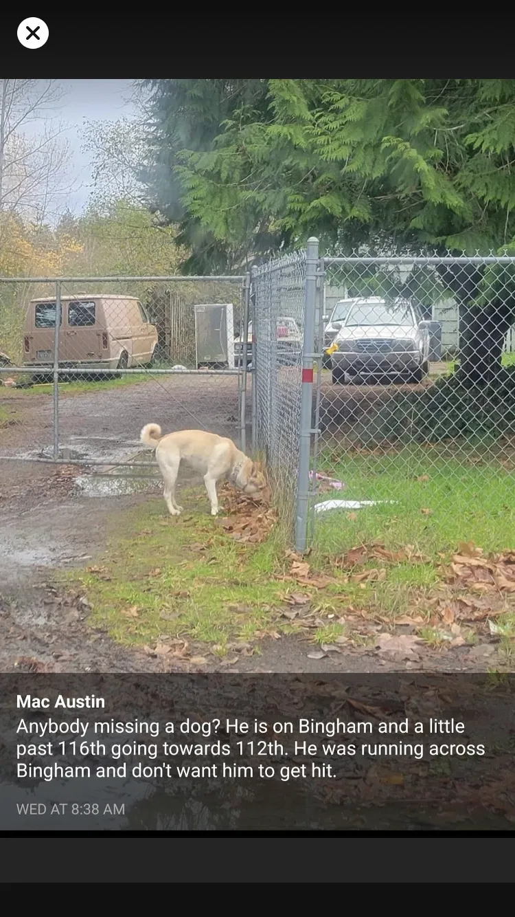 Lost dog in Tacoma, WA, 98446