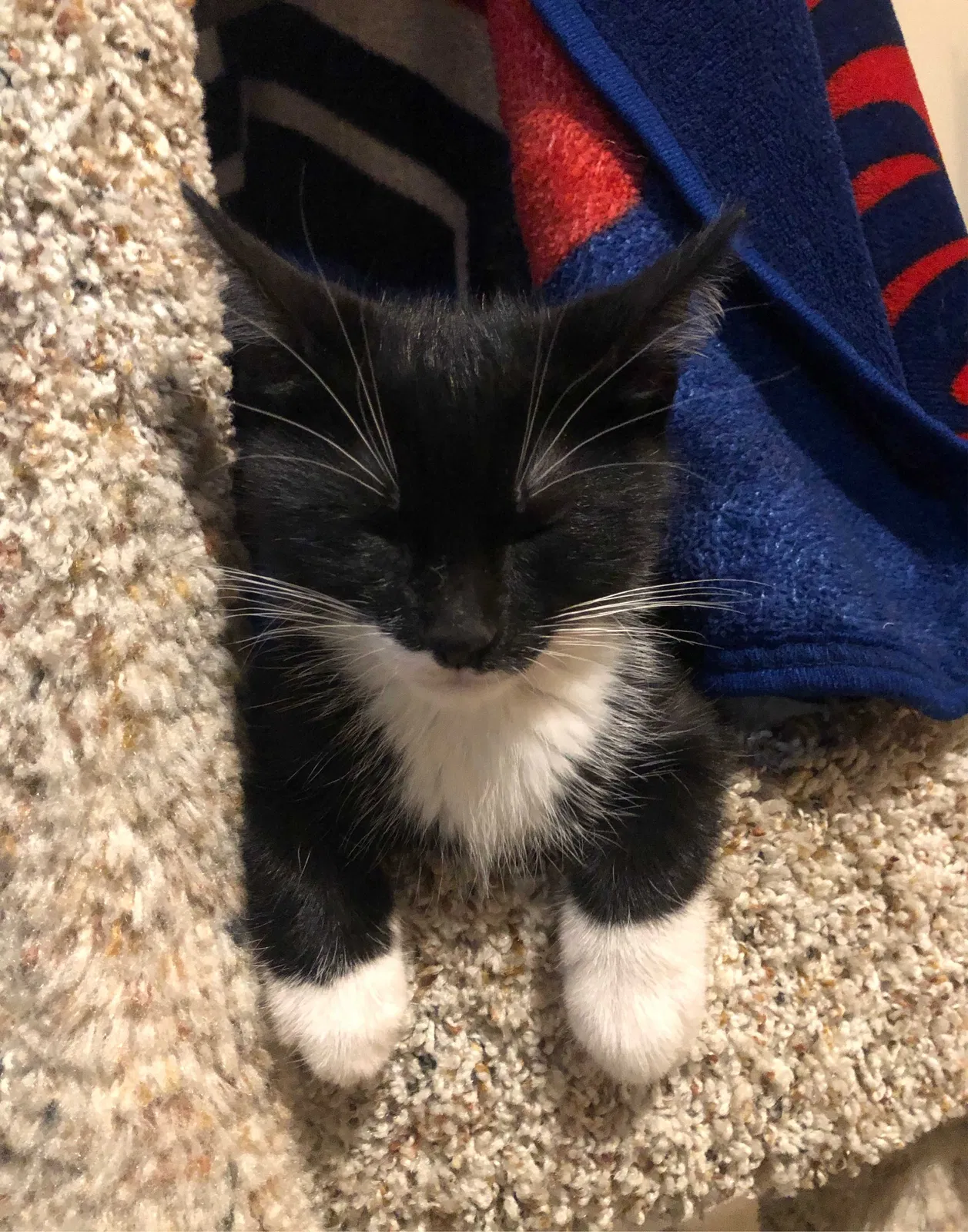 Lost cat in Green Valley, AZ, 85614