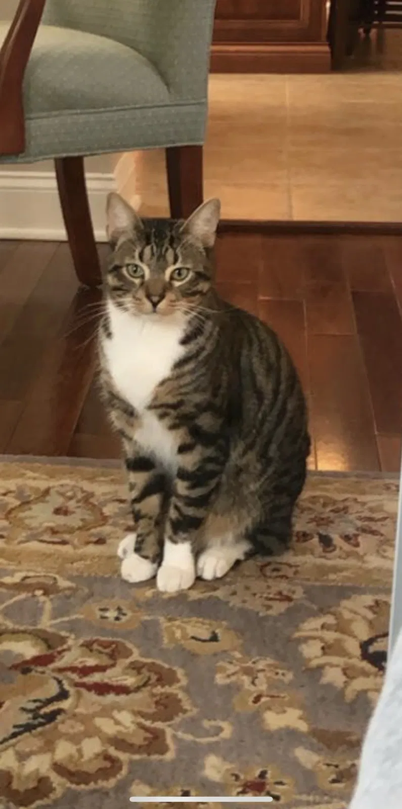 Lost cat in Beach Haven, NJ, 8008