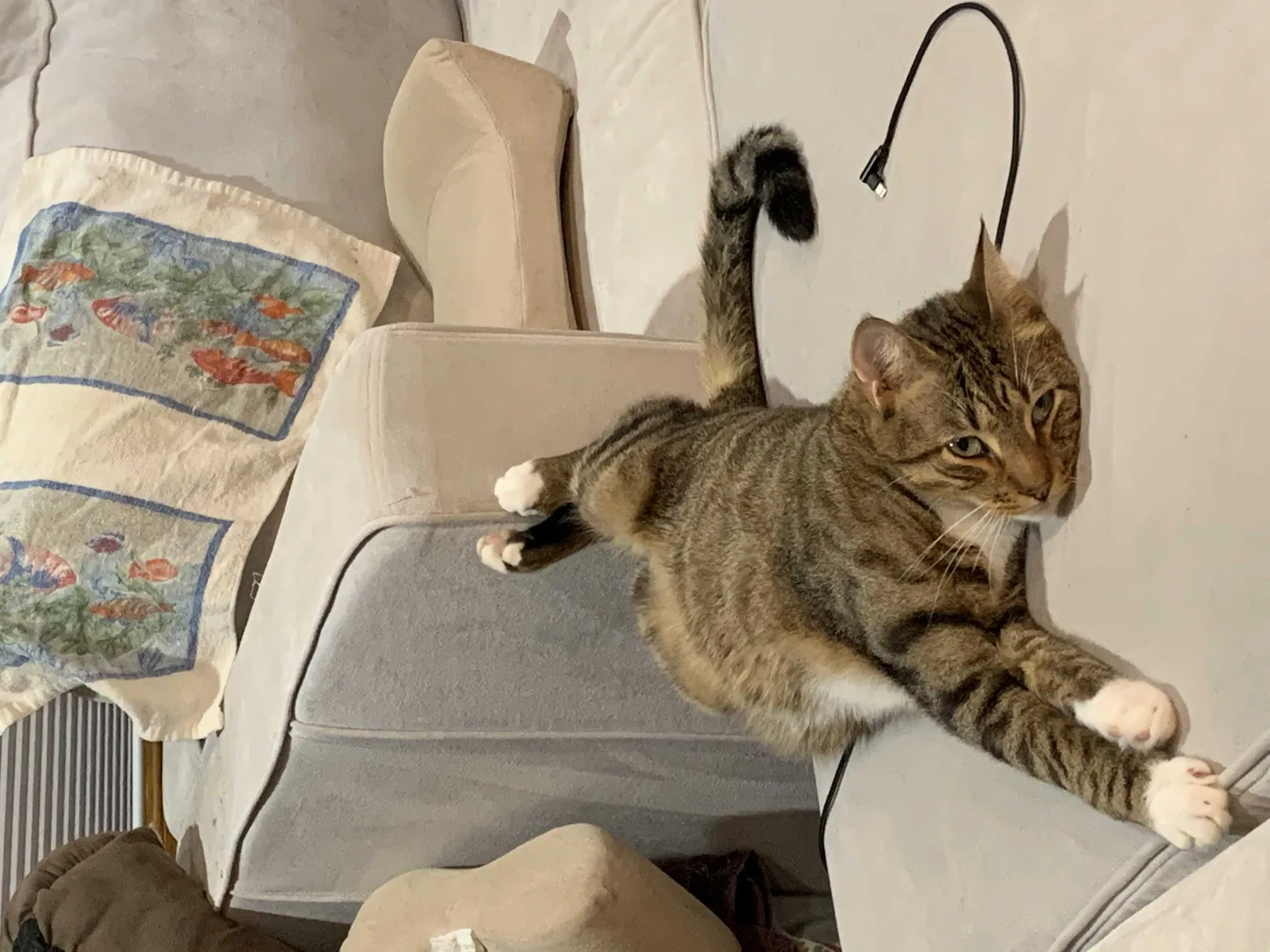 Lost cat in Levittown, PA, 19057