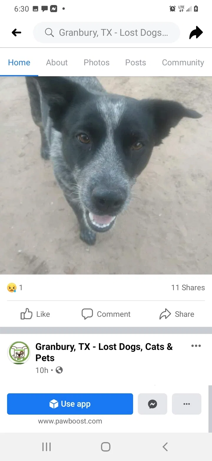 Lost dog in Granbury, TX, 76048