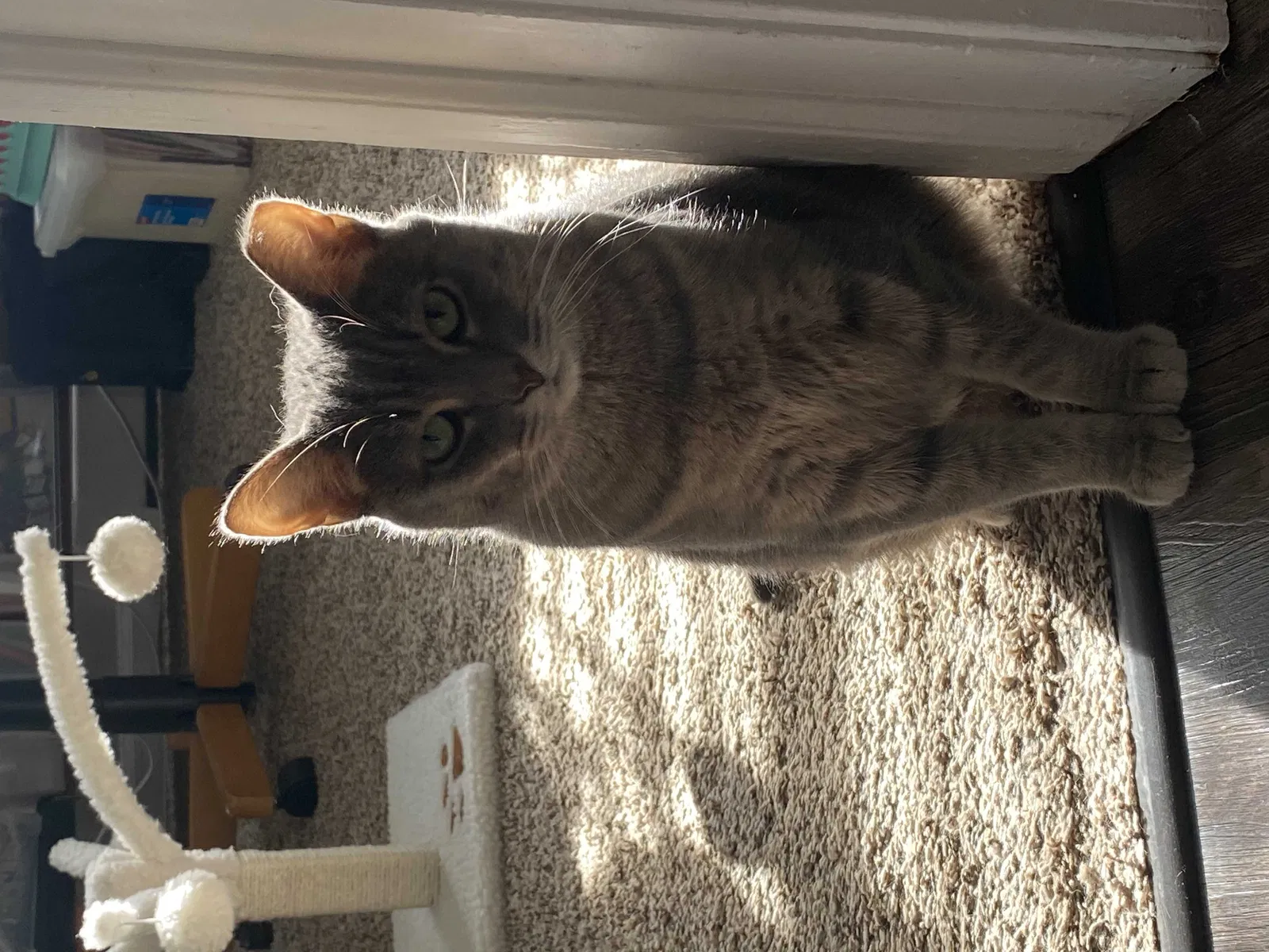 Lost cat in Hinsdale, IL, 60521