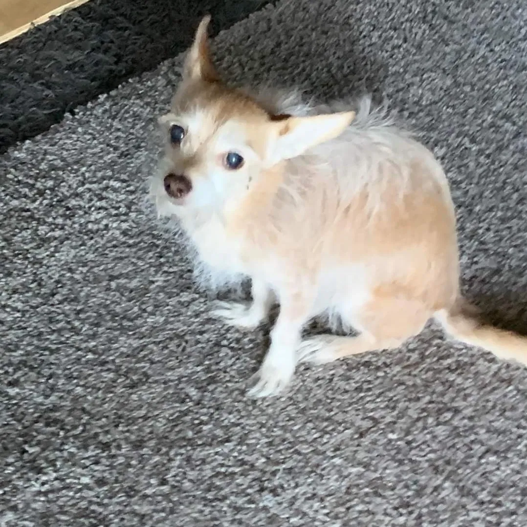Lost dog in Calimesa, CA, 92320